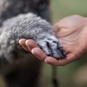 Liveföreläsning: Akutsjukvård för hund & katt