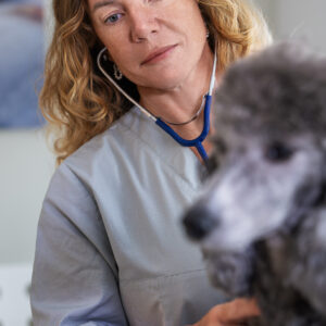 Akutsjukvård för hund och katt: Liveföreläsning, Malmö